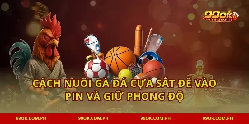 Cách nuôi gà đá cựa sắt để vào pin và giữ phong độ