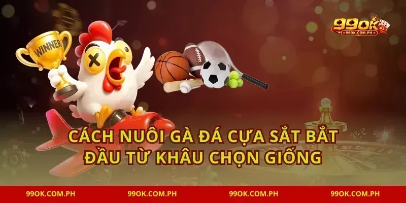 Cách nuôi gà đá cựa sắt bắt đầu từ khâu chọn giống
